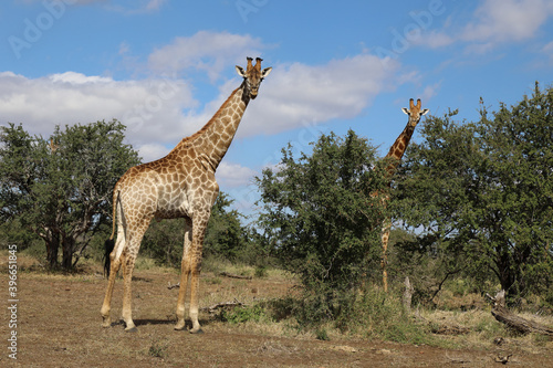 Canvas Print Giraffe / Giraffe / Giraffa Camelopardalis
