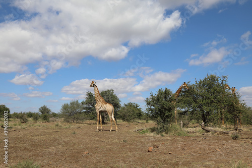 Photography Giraffe / Giraffe / Giraffa Camelopardalis