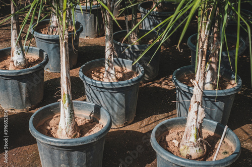 palm trees in pots in tree nursery or garden store © hanohiki