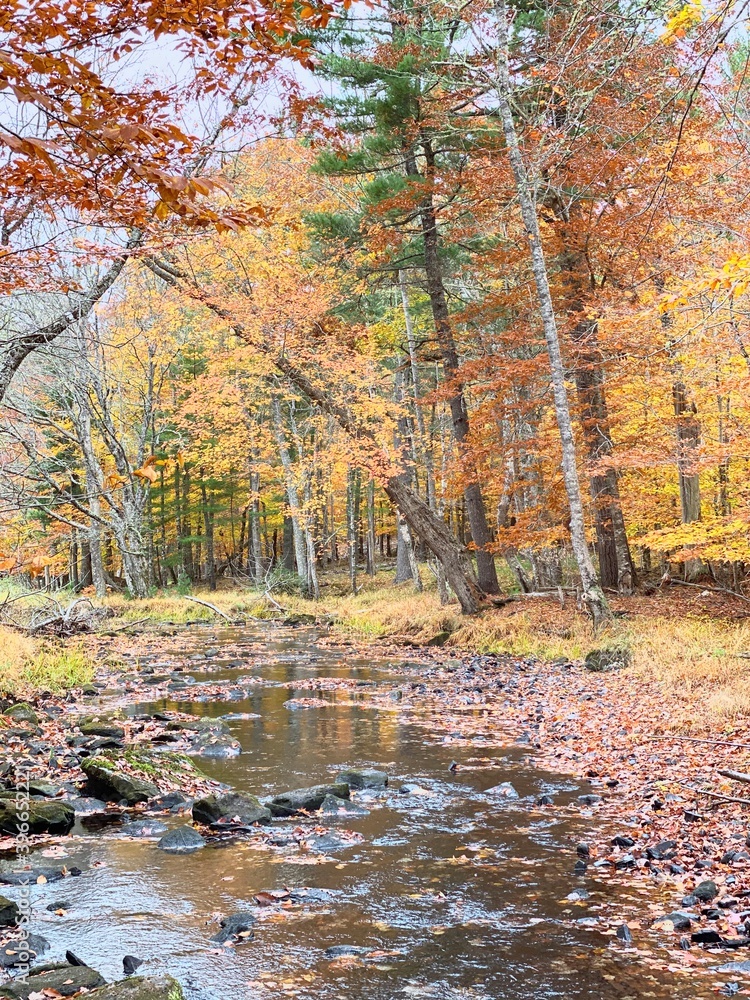 autumn, forest, fall, tree, landscape, nature, trees, leaves, river, water, park, leaf, season, wood, road, foliage, yellow, woods, green, colorful, sky, colors, lake, color, beautiful autumn, forest, fall, tree, landscape, nature, trees, leaves, river, water, park, leaf, season, wood, road, foliage, yellow, woods, green, colorful, sky, colors, lake, color, beautiful