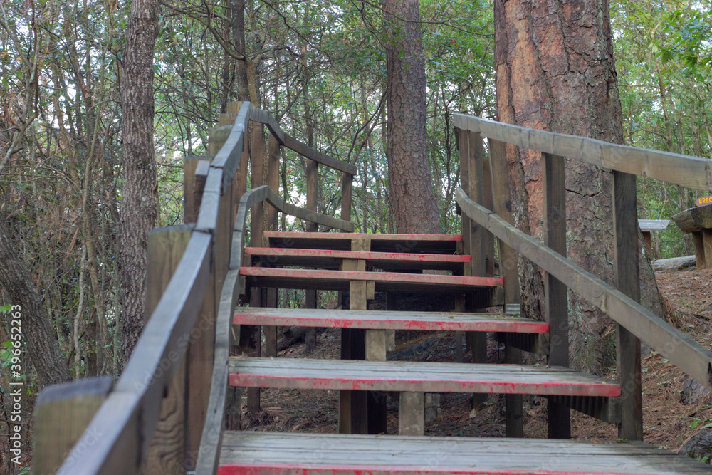 Escaleras de madera en el bosque, para caminar o practicar senderismo y ecoturismo Escaleras de madera en el bosque, para caminar o practicar senderismo y ecoturismo