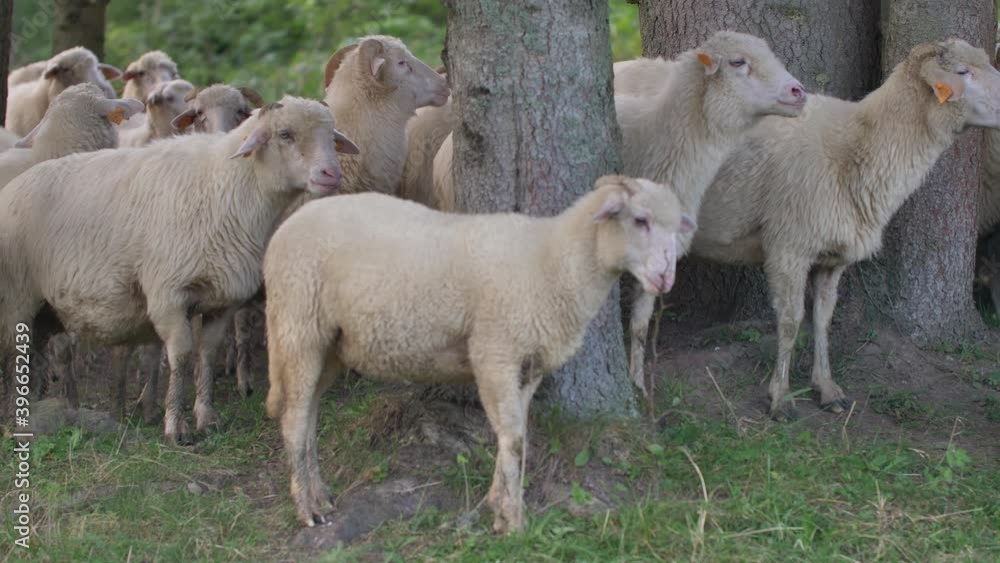 Sheeps graze grass on the green meadow. Natural sunlight. Sheeps graze grass on the green meadow. Natural sunlight.
