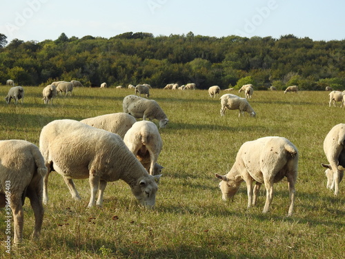 Sheep in a pasture with trees