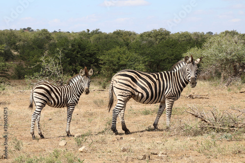 Steppenzebra   Burchell s Zebra   Equus burchellii...