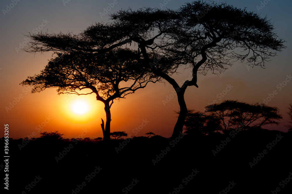 Acacia tree silhouetted at sunset in the Serengeti Park, Africa.
