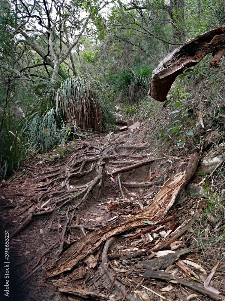 Beautiful view of a hiking trail in the national park, Crosslands Reserve, Berowra Valley National Park, Sydney, New South Wales, Australia Beautiful view of a hiking trail in the national park, Crosslands Reserve, Berowra Valley National Park, Sydney, New South Wales, Australia