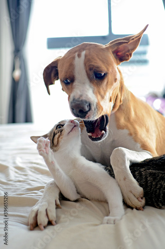 Dog and Kitten interact at home