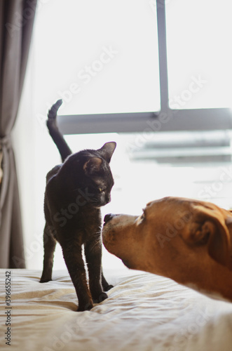 Dog and Kitten interact at home