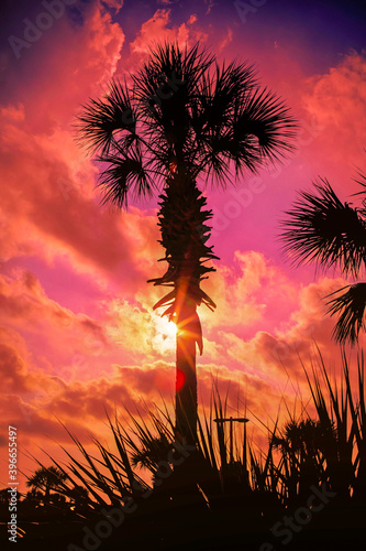 Sun setting behind a Palmetto tree in Panama City Beach Florida.