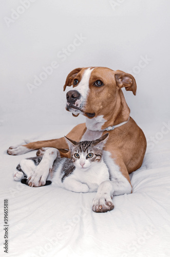 Dog and Kitten interact at home