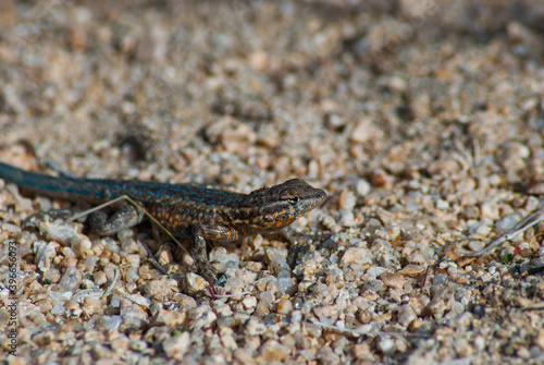 Colorful Lizard in Colorado in USA. Animal on brown stone ground. Copy space