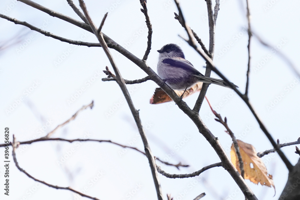 long tailed tit on the branch