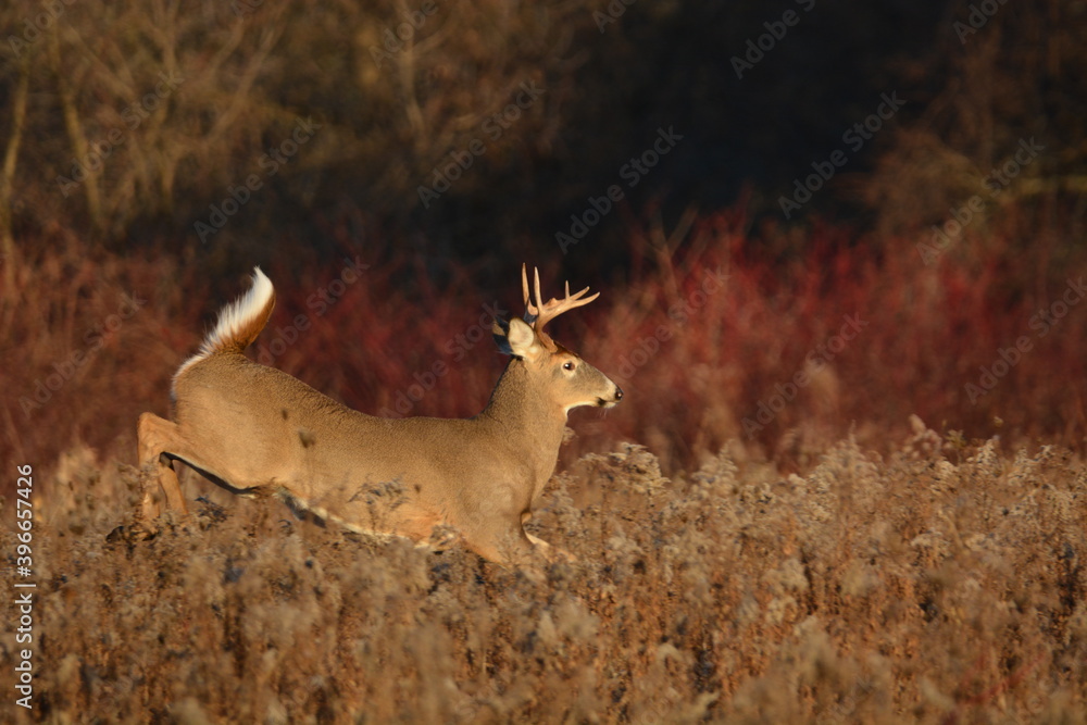 Fototapeta premium White Tailed Deer Buck running in fall meadow