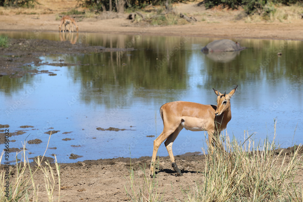 Naklejka premium Schwarzfersenantilope / Impala / Aepyceros melampus..