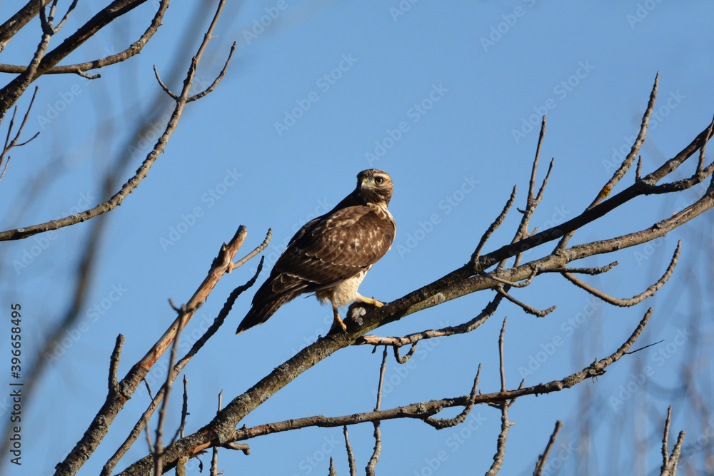 Red tailed hawk perched on branch with a vole Red tailed hawk perched on branch with a vole