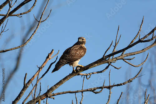 Red tailed hawk perched on branch with a vole