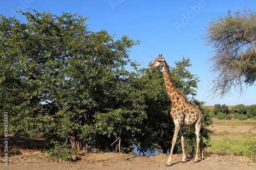Photography Giraffe / Giraffe / Giraffa Camelopardalis