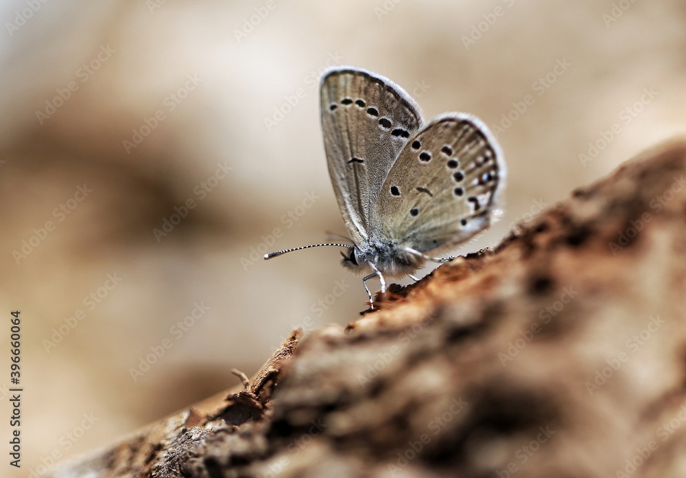 butterfly on the ground butterfly on the ground