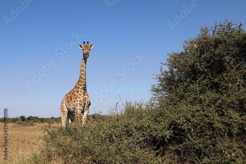 Giraffe   Giraffe   Giraffa Camelopardalis