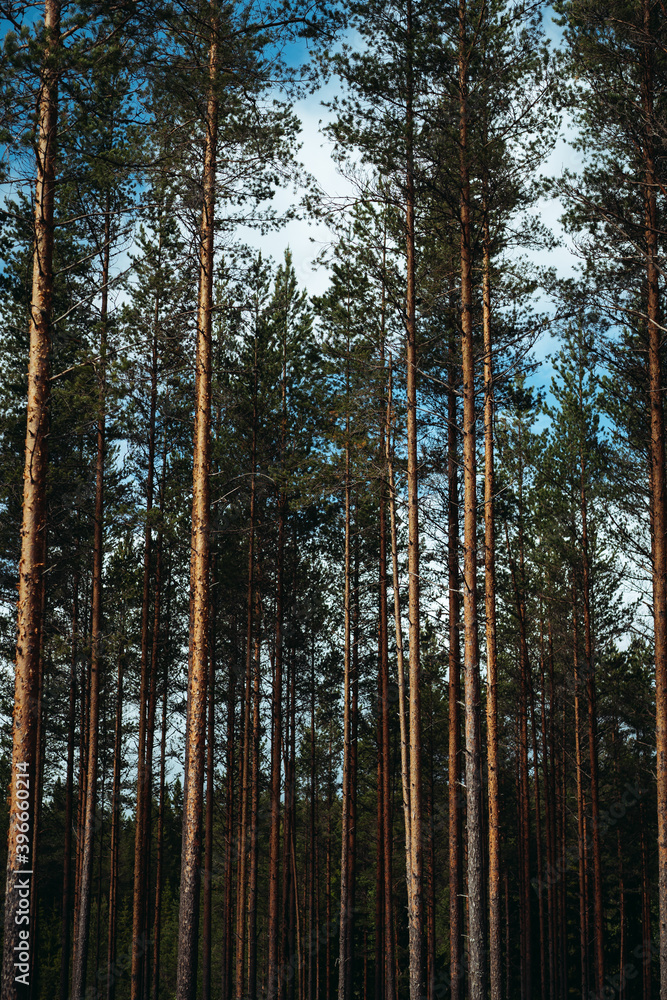 View of trees in forest