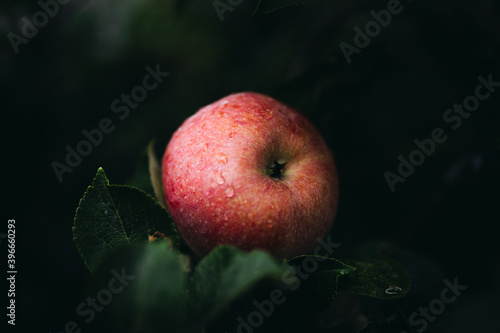 Close up of apple photo