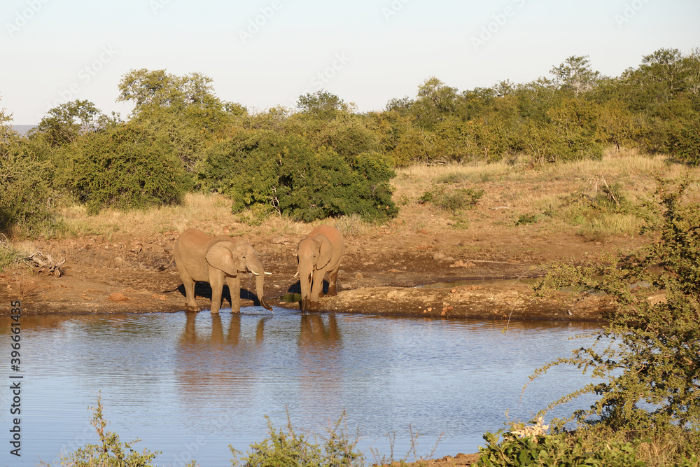 Obraz premium Afrikanischer Elefant / African elephant / Loxodonta africana