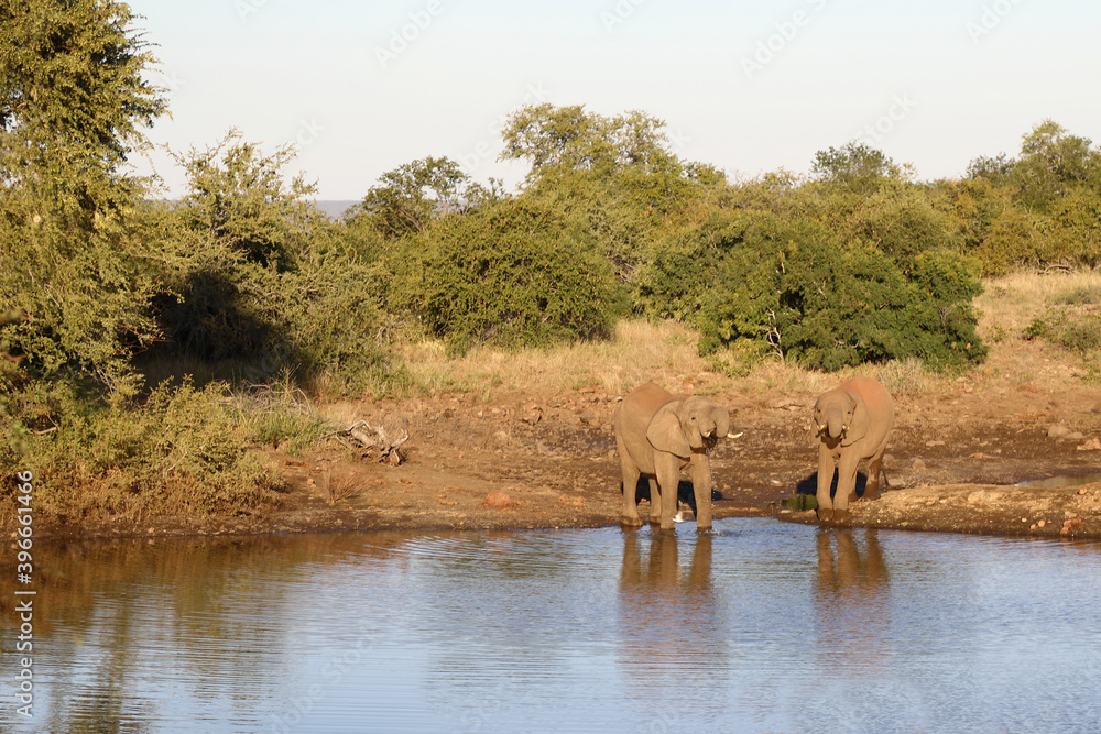 Afrikanischer Elefant / African elephant / Loxodonta africana Afrikanischer Elefant / African elephant / Loxodonta africana
