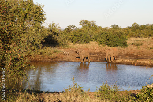 Afrikanischer Elefant   African elephant   Loxodonta africana