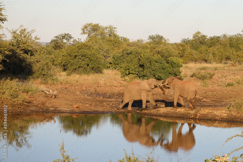 Obraz premium Afrikanischer Elefant / African elephant / Loxodonta africana.