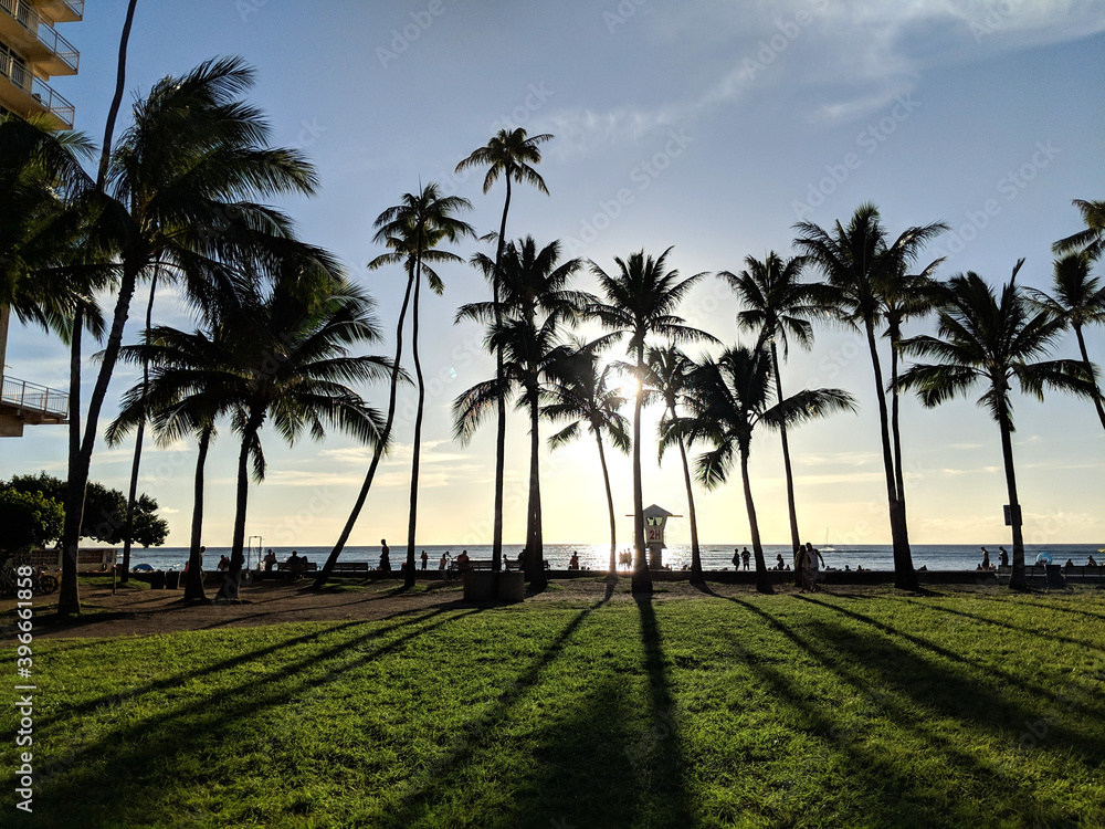 Sunset dropping behind the ocean through Coconut trees on Kaimana Beach Sunset dropping behind the ocean through Coconut trees on Kaimana Beach
