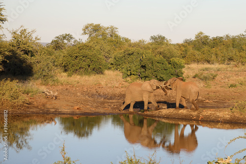 Afrikanischer Elefant   African elephant   Loxodonta africana.