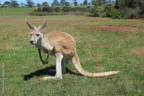 Landscape with red Kangaroo - Victoria, Australia