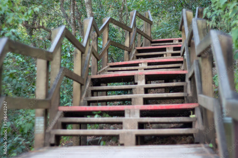 Escaleras de madera en el bosque, para caminar o practicar senderismo y ecoturismo