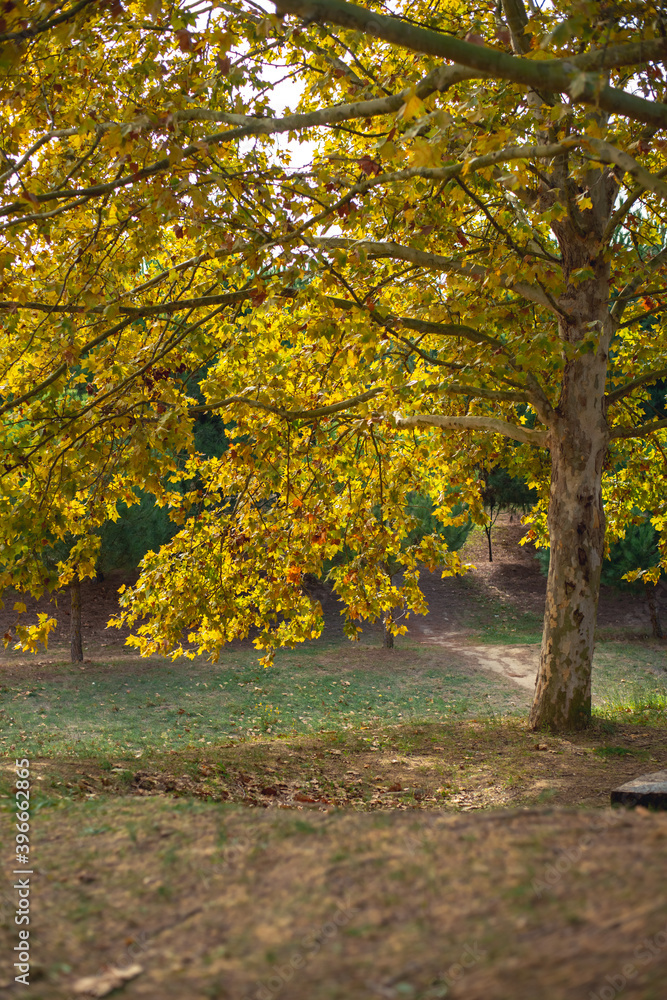 Fototapeta premium small park with trees. walk with a beautiful view