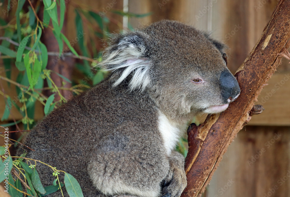 Naklejka premium Sleeping Koala - Phillip Island, Victoria, Australia