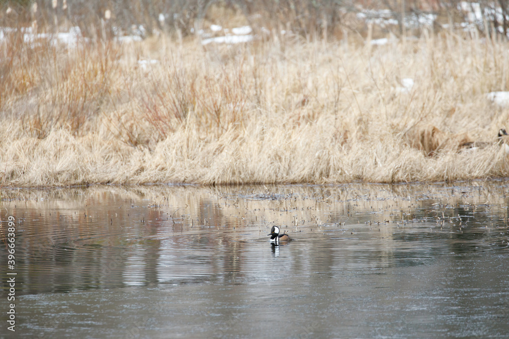 Hooded Merganser, male. Crest up, water drop on bill Hooded Merganser, male. Crest up, water drop on bill