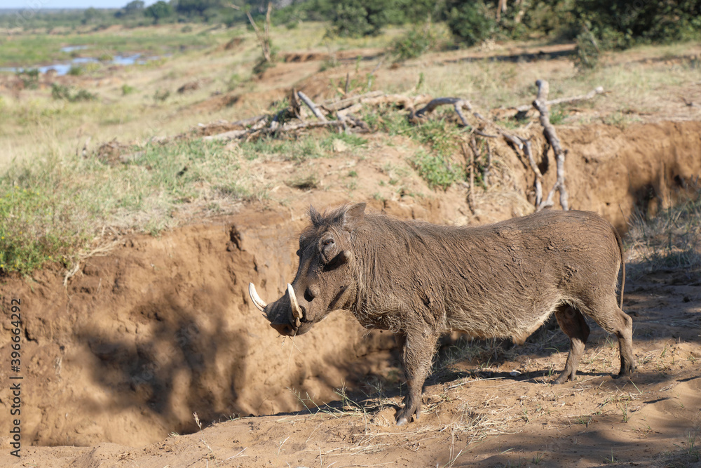 Fototapeta premium Warzenschwein / Warthog / Phacochoerus africanus