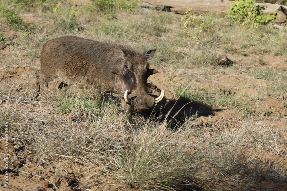 Warzenschwein / Warthog / Phacochoerus africanus.. Warzenschwein / Warthog / Phacochoerus africanus..