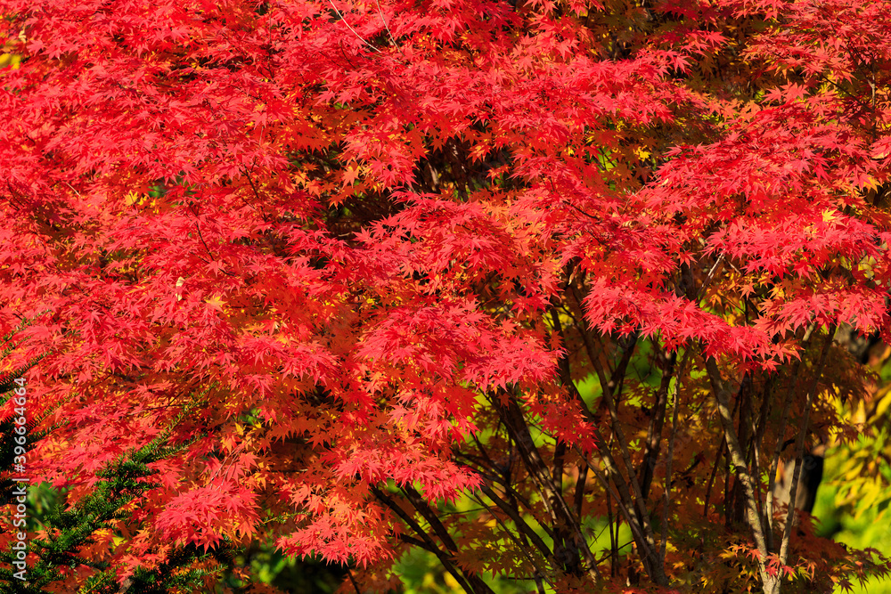 Background from bright autumn leaves of a maple Background from bright autumn leaves of a maple