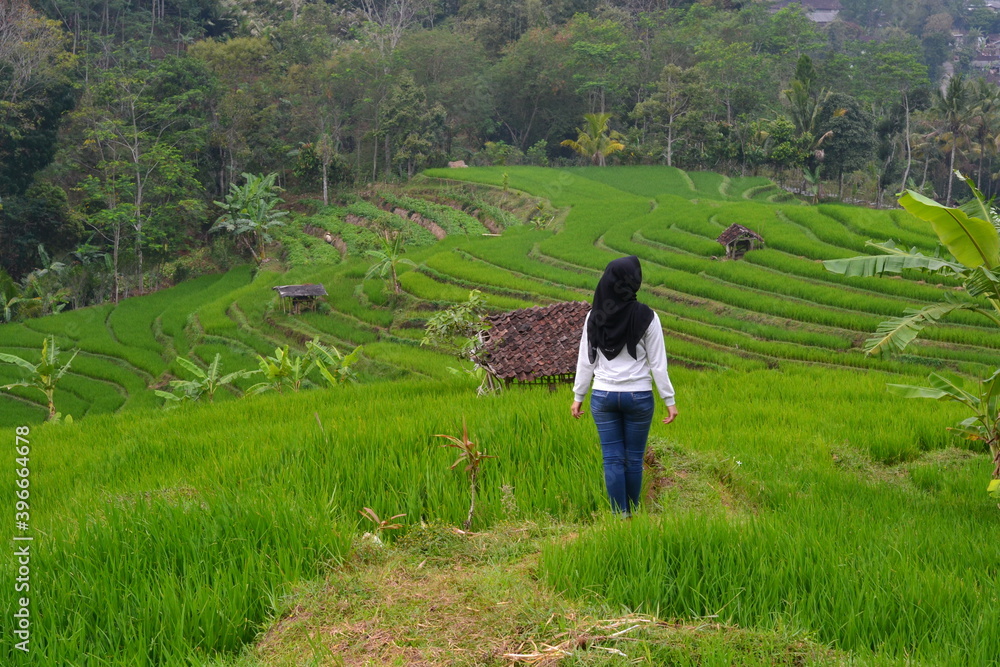 Fototapeta premium person walking in the rice field