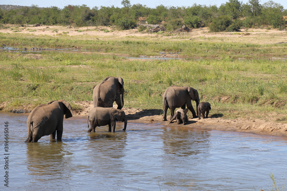 Obraz premium Afrikanischer Elefant im Olifants River/ African elephant in Olifants River / Loxodonta africana