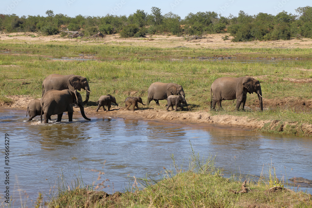 Afrikanischer Elefant im Olifants River/ African elephant in Olifants River / Loxodonta africana Afrikanischer Elefant im Olifants River/ African elephant in Olifants River / Loxodonta africana