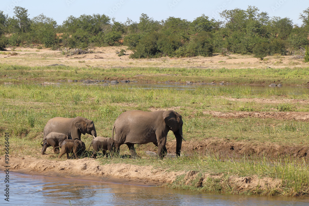 Obraz premium Afrikanischer Elefant im Olifants River/ African elephant in Olifants River / Loxodonta africana