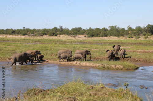Afrikanischer Elefant im Olifants River  African elephant in Olifants River   Loxodonta africana