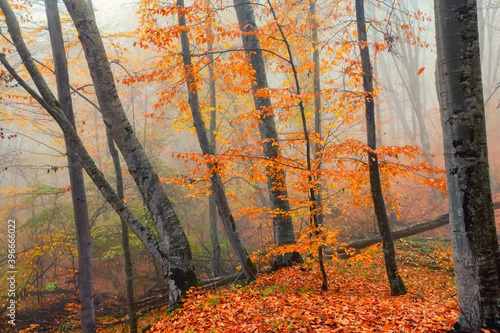 Fantasy foggy forest trees in the autumn mountains © Yakov