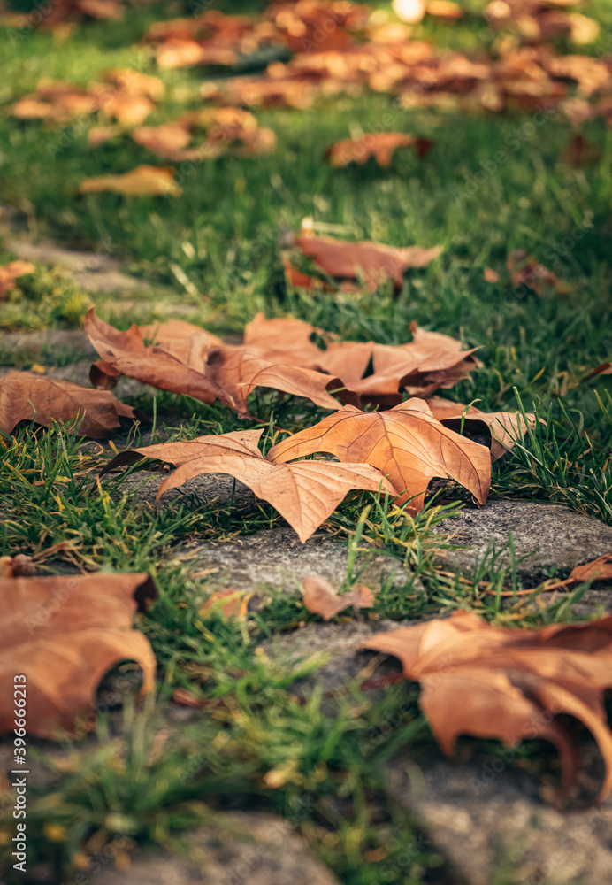 autumn leaves that have fallen from a tree and lie on the ground. concept of reflection and autumn mood