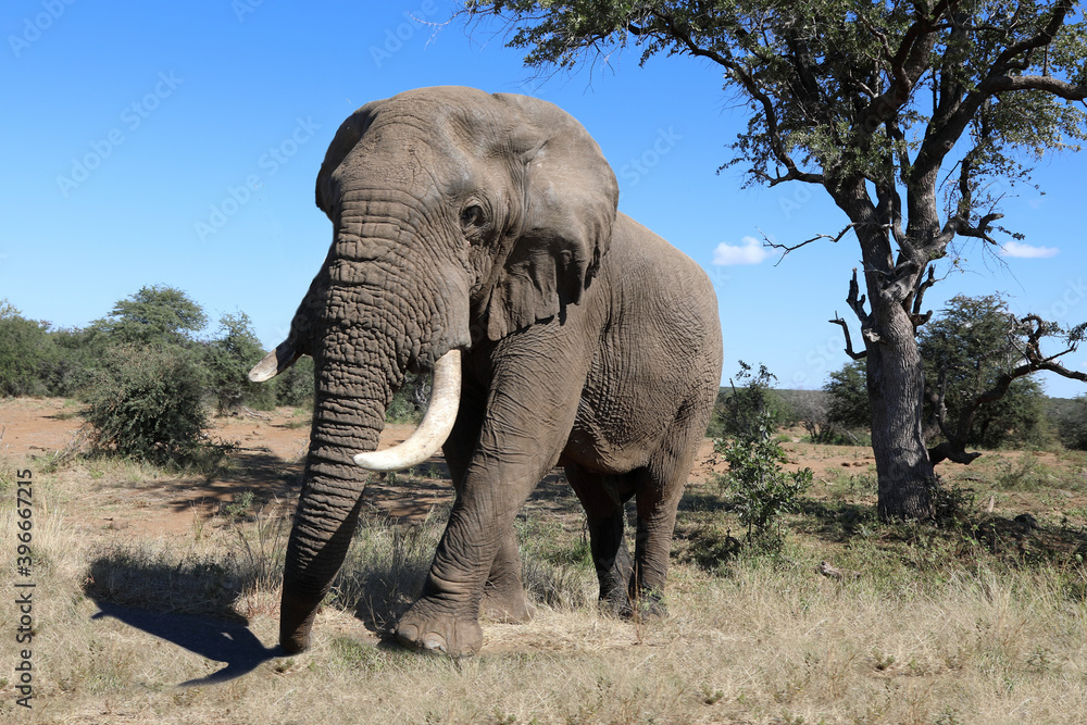 Fototapeta premium Afrikanischer Elefant / African elephant / Loxodonta africana