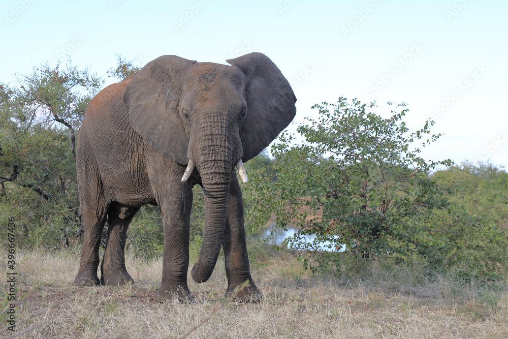 Fototapeta premium Afrikanischer Elefant / African elephant / Loxodonta africana