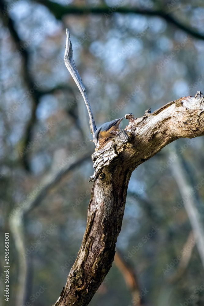 Nuthatch perched on a branch looking for insects to eat Nuthatch perched on a branch looking for insects to eat