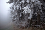Beautiful foggy landscape in dim light. Branch of pine tree  with white frost. Cold, moody, frozen autumn scene.